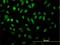 Transcriptional repressor NF-X1 antibody, H00004799-M01, Novus Biologicals, Immunocytochemistry image 