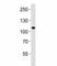 Mindbomb E3 Ubiquitin Protein Ligase 1 antibody, F47999-0.4ML, NSJ Bioreagents, Immunofluorescence image 