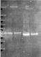 Basic membrane protein A antibody, orb344681, Biorbyt, Western Blot image 