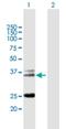 TRAC antibody, H00006955-B01P, Novus Biologicals, Western Blot image 