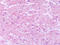 Tachykinin Receptor 1 antibody, TA340810, Origene, Immunohistochemistry frozen image 