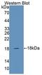 SNAPIN antibody, LS-C373551, Lifespan Biosciences, Western Blot image 