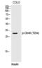 CD40 Molecule antibody, PA5-40225, Invitrogen Antibodies, Western Blot image 
