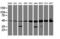 Tubulin Alpha Like 3 antibody, M15933, Boster Biological Technology, Western Blot image 
