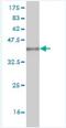 Integrin cytoplasmic domain-associated protein 1 antibody, H00009270-M04, Novus Biologicals, Western Blot image 