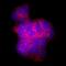 Somatostatin antibody, MAB2358, R&D Systems, Immunofluorescence image 