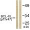 BCL2 Like 1 antibody, PA5-38410, Invitrogen Antibodies, Western Blot image 