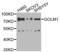 Golgi Membrane Protein 1 antibody, LS-C346328, Lifespan Biosciences, Western Blot image 