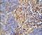 Major Histocompatibility Complex, Class II, DR Beta 5 antibody, PA5-25234, Invitrogen Antibodies, Immunohistochemistry frozen image 