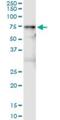 Vanin 1 antibody, H00008876-M05, Novus Biologicals, Immunoprecipitation image 