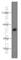 T-Box 21 antibody, 13700-1-AP, Proteintech Group, Western Blot image 