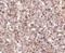 Ly-49a antibody, NBP1-76983, Novus Biologicals, Immunohistochemistry frozen image 