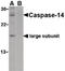Caspase 14 antibody, LS-B474, Lifespan Biosciences, Western Blot image 