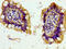Pannexin 1 antibody, CSB-PA857017LA01HU, Cusabio, Immunohistochemistry frozen image 