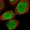 Regulatory Factor X7 antibody, HPA035462, Atlas Antibodies, Immunofluorescence image 
