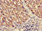 Pancreatic Lipase Related Protein 3 antibody, orb25353, Biorbyt, Immunohistochemistry paraffin image 