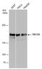 TBC1 Domain Family Member 1 antibody, PA5-78437, Invitrogen Antibodies, Western Blot image 