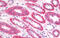 Ankyrin-3 antibody, MBS245524, MyBioSource, Immunohistochemistry frozen image 
