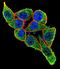 Paired Box 6 antibody, LS-C163392, Lifespan Biosciences, Immunofluorescence image 
