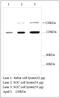 Apoptotic Peptidase Activating Factor 1 antibody, MBS416218, MyBioSource, Western Blot image 