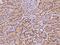 Interferon Gamma Receptor 1 antibody, 200134-T08, Sino Biological, Immunohistochemistry paraffin image 