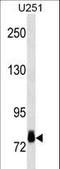 Ribosomal Protein S6 Kinase A3 antibody, LS-C162749, Lifespan Biosciences, Western Blot image 