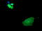 Mitogen-Activated Protein Kinase Kinase 1 antibody, LS-C338049, Lifespan Biosciences, Immunofluorescence image 