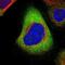 Ras Homolog Family Member T2 antibody, NBP1-88981, Novus Biologicals, Immunofluorescence image 