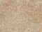 Biotinidase antibody, GTX02005, GeneTex, Immunohistochemistry paraffin image 