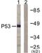 p53 antibody, LS-C120539, Lifespan Biosciences, Western Blot image 
