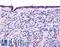 Thyroid Hormone Receptor Alpha antibody, LS-A6196, Lifespan Biosciences, Immunohistochemistry paraffin image 