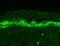 SH3 And Multiple Ankyrin Repeat Domains 1 antibody, GTX42008, GeneTex, Immunohistochemistry paraffin image 