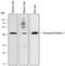 Hydroxyacid Oxidase 1 antibody, MAB6197, R&D Systems, Western Blot image 