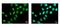 Zinc Finger MYND-Type Containing 11 antibody, NBP2-20960, Novus Biologicals, Immunocytochemistry image 