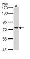 Receptor Interacting Serine/Threonine Kinase 1 antibody, GTX111074, GeneTex, Western Blot image 