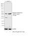 CAMP Responsive Element Binding Protein 1 antibody, MA1-114, Invitrogen Antibodies, Western Blot image 