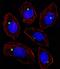 Pericentriolar Material 1 antibody, GTX81421, GeneTex, Immunofluorescence image 