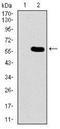 G Protein Nucleolar 3 antibody, NBP2-37410, Novus Biologicals, Western Blot image 