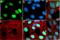 RB Transcriptional Corepressor 1 antibody, 701290, Invitrogen Antibodies, Immunofluorescence image 