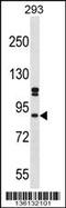 SPT6 Homolog, Histone Chaperone And Transcription Elongation Factor antibody, 58-567, ProSci, Western Blot image 