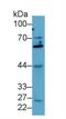 SMAD Family Member 4 antibody, MBS2028116, MyBioSource, Western Blot image 