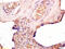 Toll Like Receptor 3 antibody, OABF00700, Aviva Systems Biology, Immunohistochemistry frozen image 