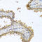 Ribonuclease A Family Member 11 (Inactive) antibody, LS-C331253, Lifespan Biosciences, Immunohistochemistry paraffin image 