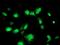 Phosphomevalonate Kinase antibody, NBP2-01157, Novus Biologicals, Immunofluorescence image 