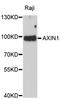 Axin 1 antibody, abx126838, Abbexa, Western Blot image 