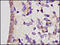 Sex hormone-binding globulin antibody, 251544, Abbiotec, Immunohistochemistry paraffin image 