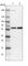 Integrator Complex Subunit 14 antibody, HPA040651, Atlas Antibodies, Western Blot image 