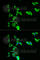Adenylate Kinase 1 antibody, A1218, ABclonal Technology, Immunofluorescence image 