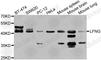 LFNG O-Fucosylpeptide 3-Beta-N-Acetylglucosaminyltransferase antibody, A7441, ABclonal Technology, Western Blot image 