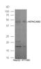 HEPACAM Family Member 2 antibody, orb2135, Biorbyt, Western Blot image 